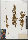 Foto von Salix triandra subsp. amygdalina (L.) Schübl. & G. Martens